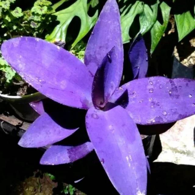 tanaman/pohon hias adam hawa unggu