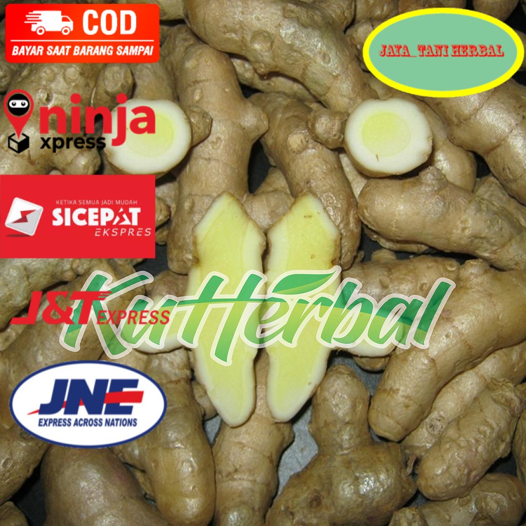 

Temu Putih Kunyit putih Segar 1kg curcuma zeoadiaria