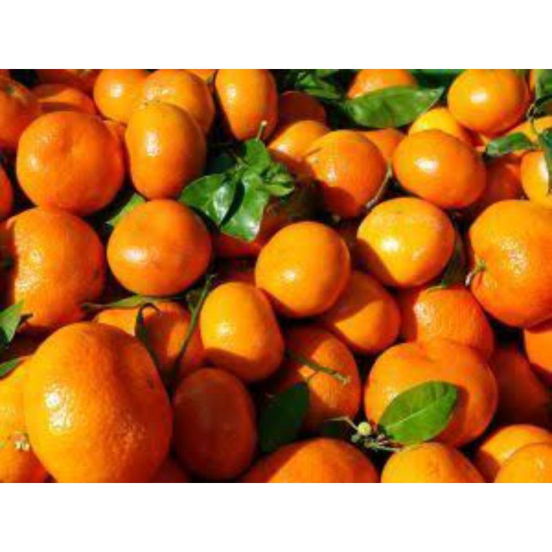 Bibit Buah Jeruk Mandarin //jeruk