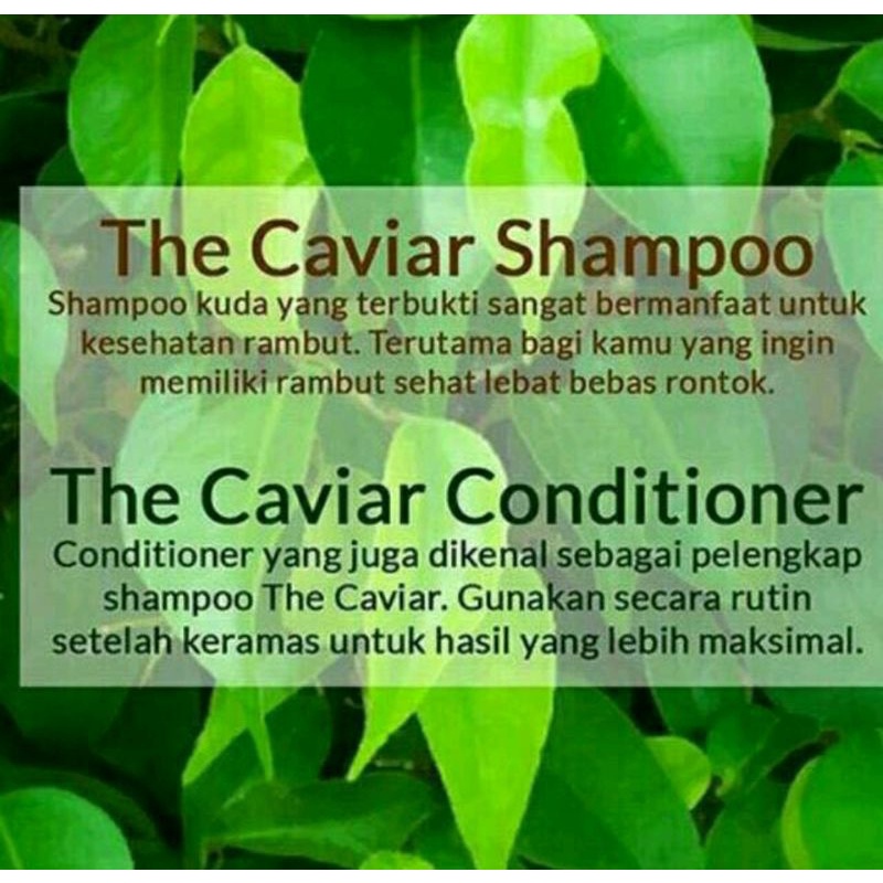 caviar sampo atau sampo kuda