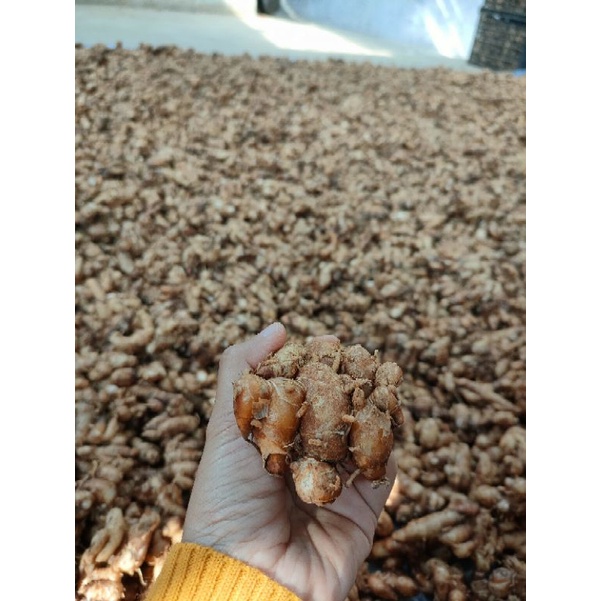 

Kencur / 250gr