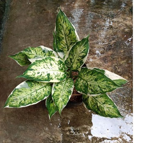 Tanaman hias Diven lukisan cinta