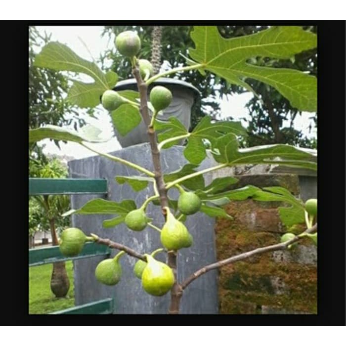 bibit tanaman buah tin kuning