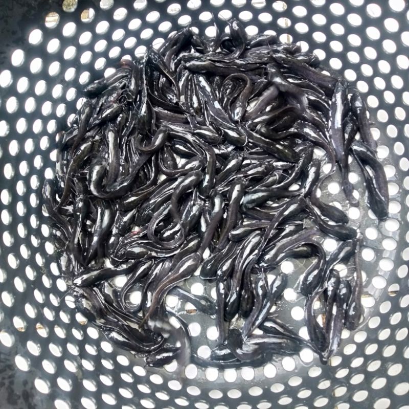 Bibit ikan Lele 2-3cm Paket 1000 ekor