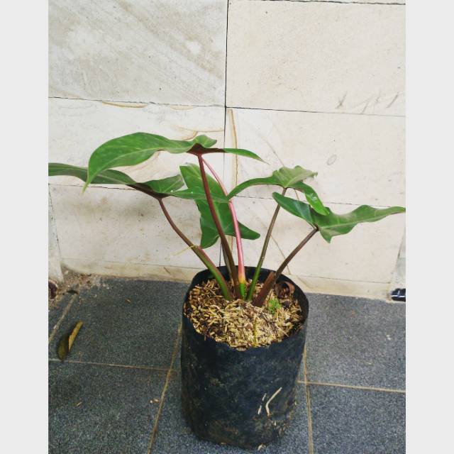 Philodendron Mexicanum I Philo TrisulaM