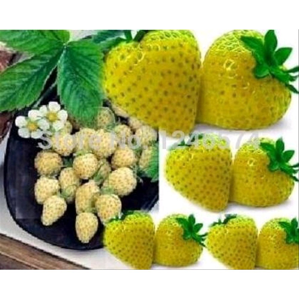 5 Biji biji strawberry kuning import | SULTANFARMER1896