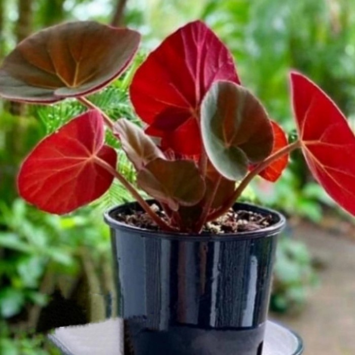 Pohon Begonia Red Carpet Tanaman Hias Indoor Begonia Carpet Merah