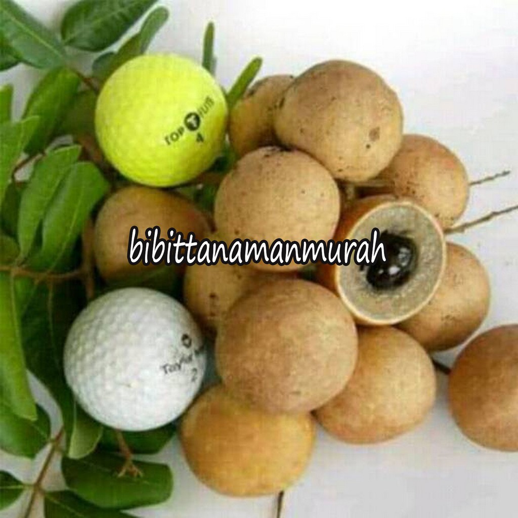 BIBIT KELENGKENG PIMPONG OKULASI (COCOK DI TANAM POT)