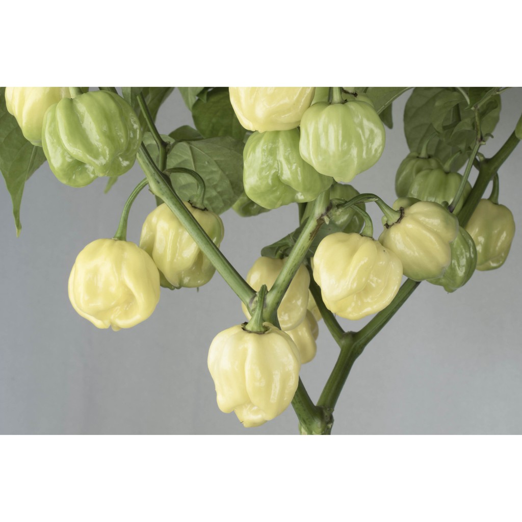 Benih Bibit Biji - Cabai 7 Pot White Cabe Putih Hot Pepper Seeds