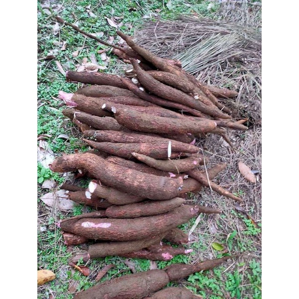 

singkong asli dari kebun sendiri