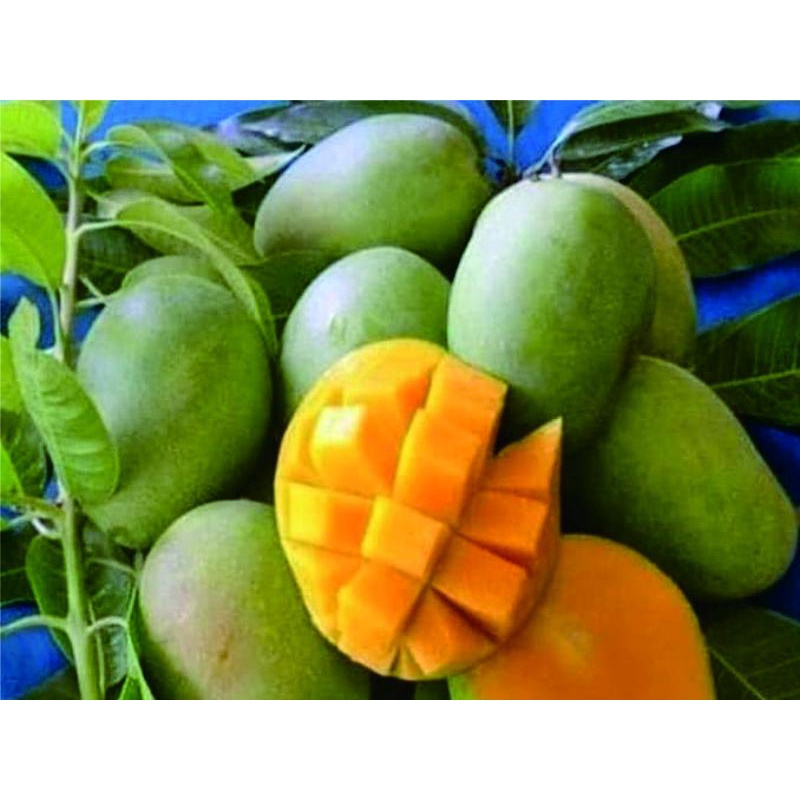 

Mangga Harum Manis