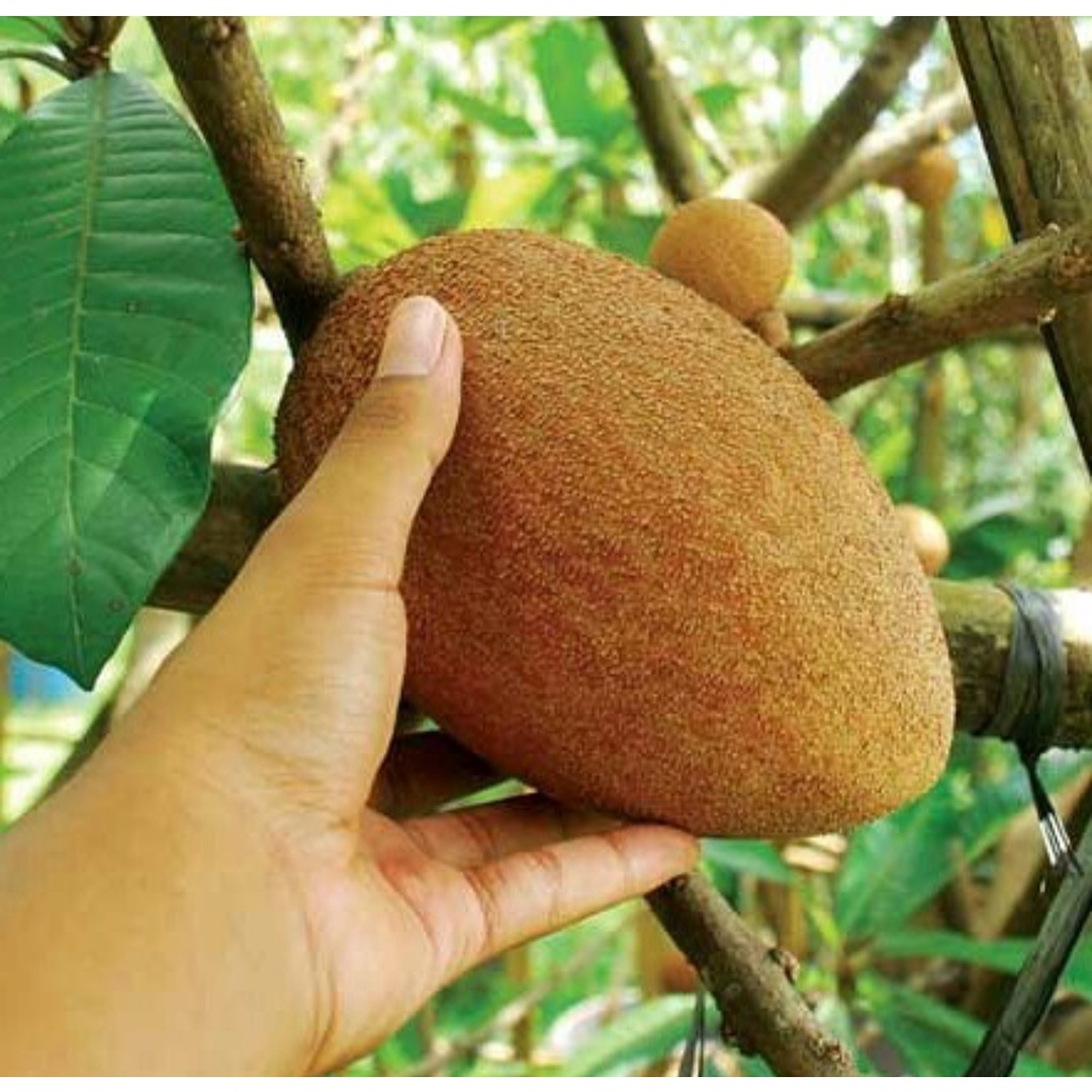 Bibit Mamey Sapote Magana/Tanaman Mamey Sapote Magana/Buah Jumbo Super Genjah