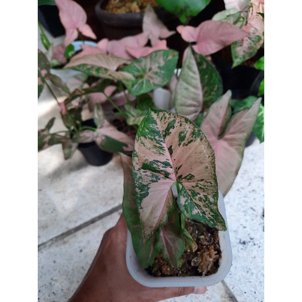 syngonium Pink Flecked