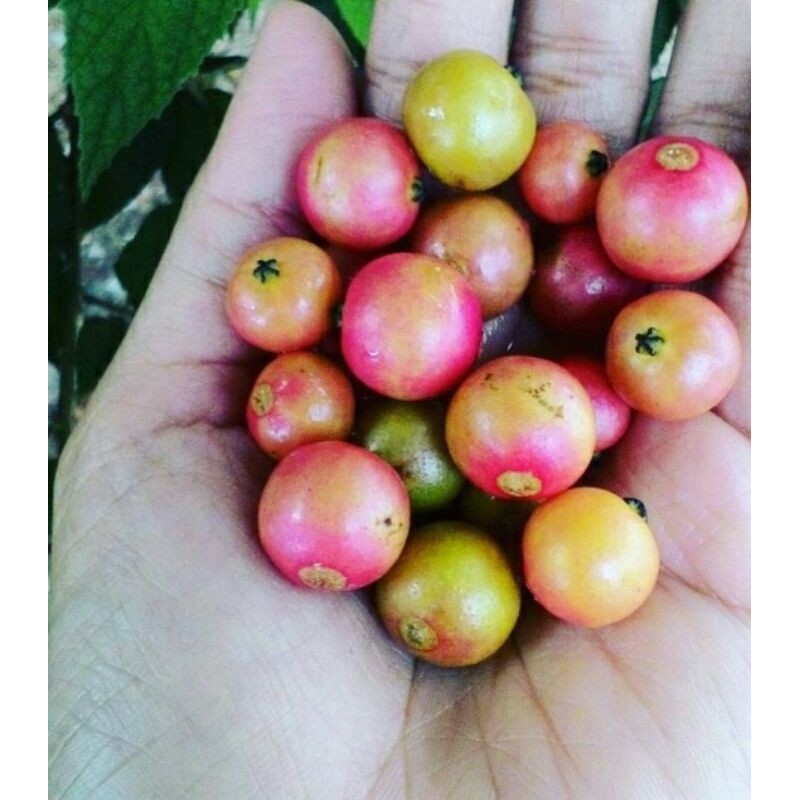 Buah Kersen Segar Manis