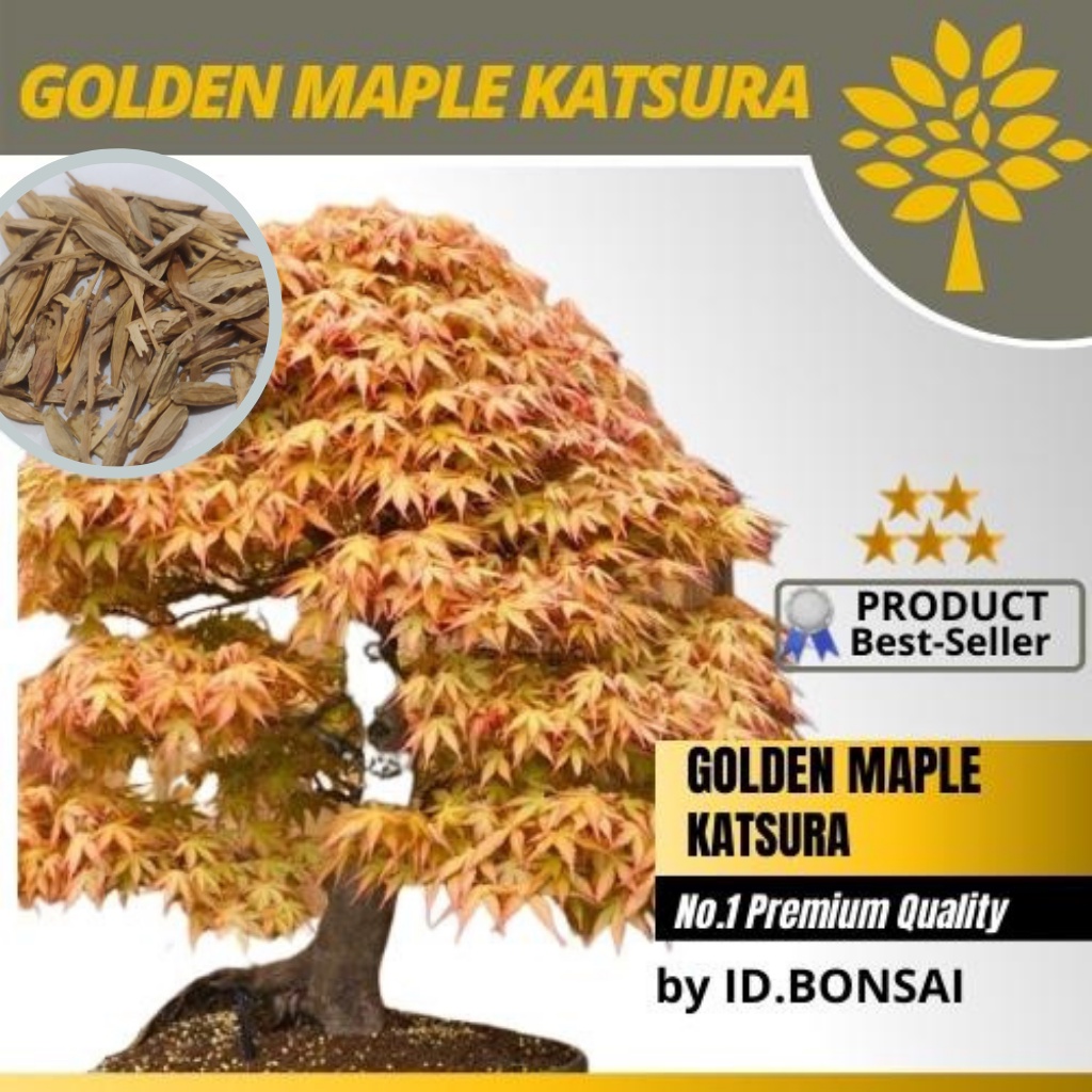 Biji Bonsai Golden Maple KATSURA Langka