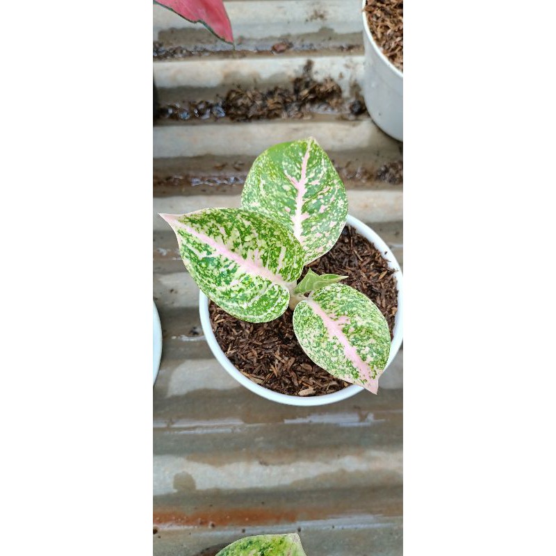 Aglonema mutiara#aglonemamutiara#aglonemamurah#aglonema#