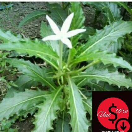 

(COD) Bibit tanaman bunga kitolod