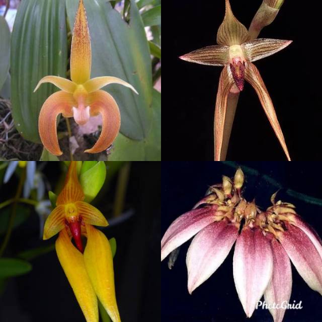 anggrek bulbophyllum lobii lepidum amplebracteosum veldkampii bulbo dewasa