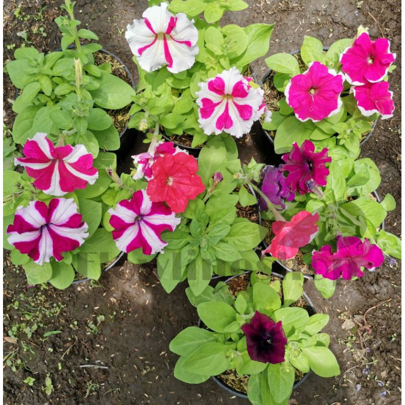 tanaman hias petunia