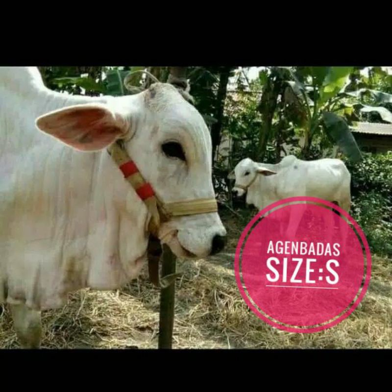 Head Halter,Tali Kepala Sapi,Cow Head Halter Size S(Anak Sapi Umur 3-6 Bulan)