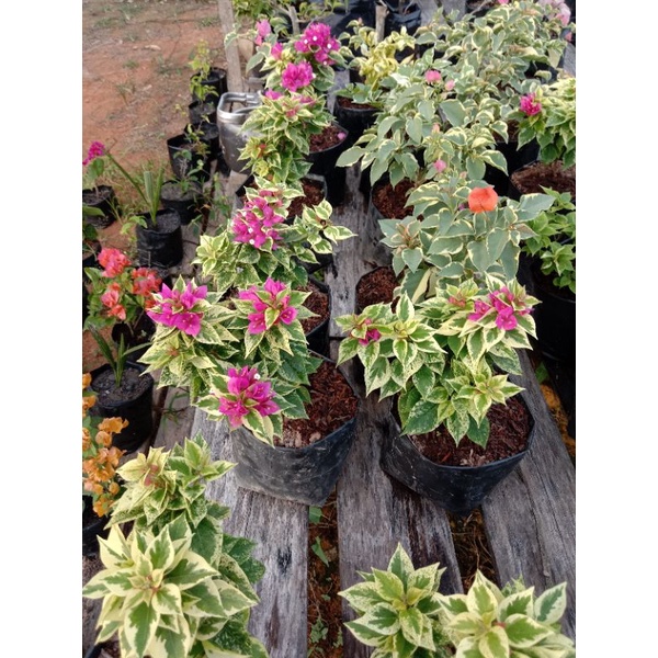 Bougenville Singapura original