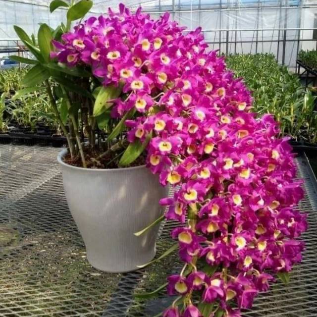 Anggrek Dendrobium Nobile remaja