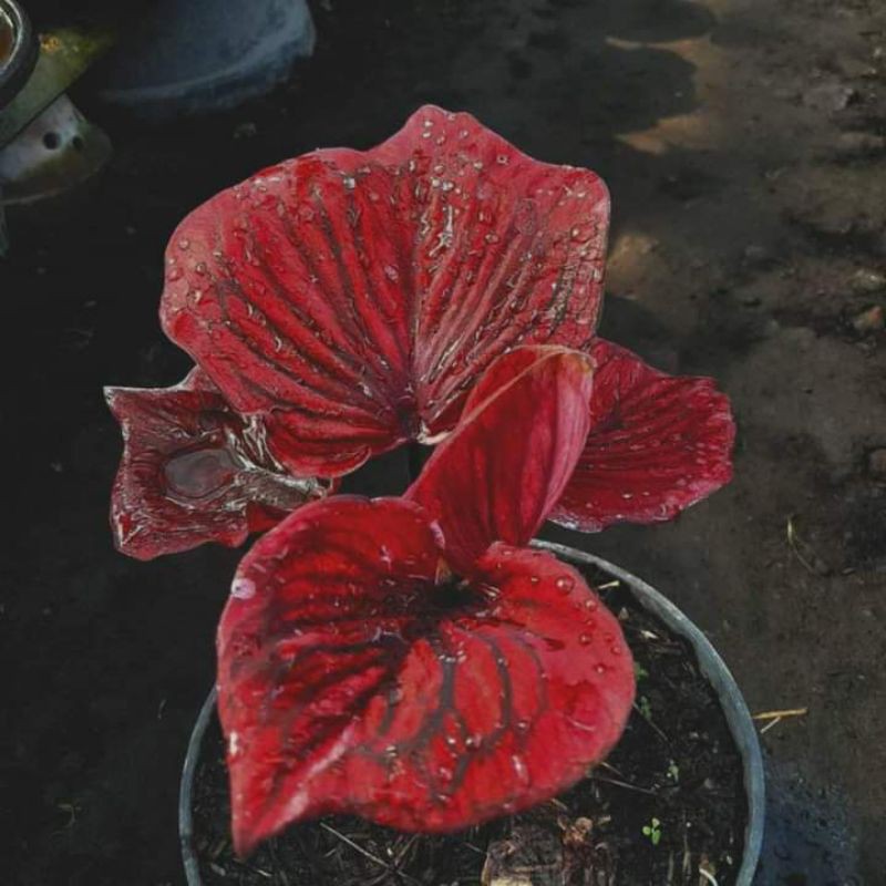 Tanaman hias Caladium/Keladi Nagoya
