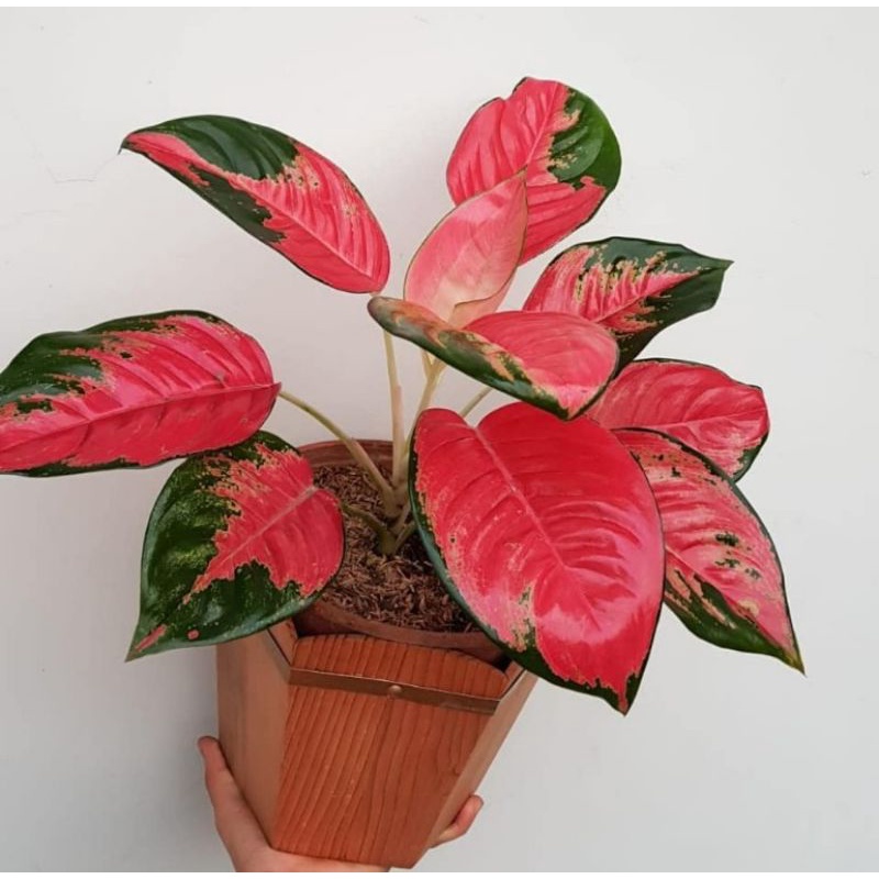 Bibit bonggol aglonema kochin super pink