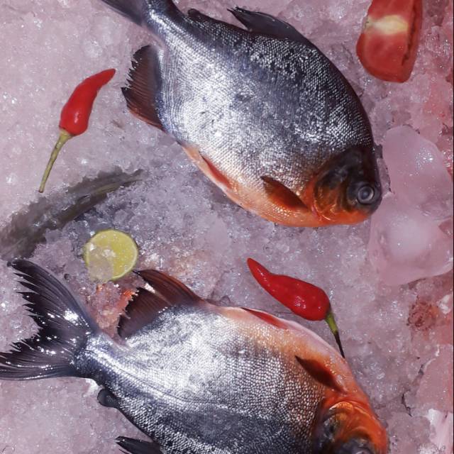 

TERBATASSS!!! Ikan bawal merah( tambak ) / harga 1/2 kg