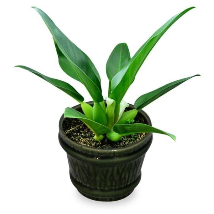 Tanaman Hias Philodendron Katak Bunga Hias Philo Katak