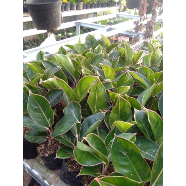 Tanaman hias aglonema black lipstick flaminggo lipstik black aglaonema aglo