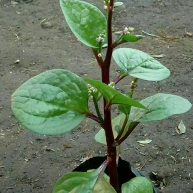 Tanaman herbal daun binahong merah pohon binahong pohon binahong merambat