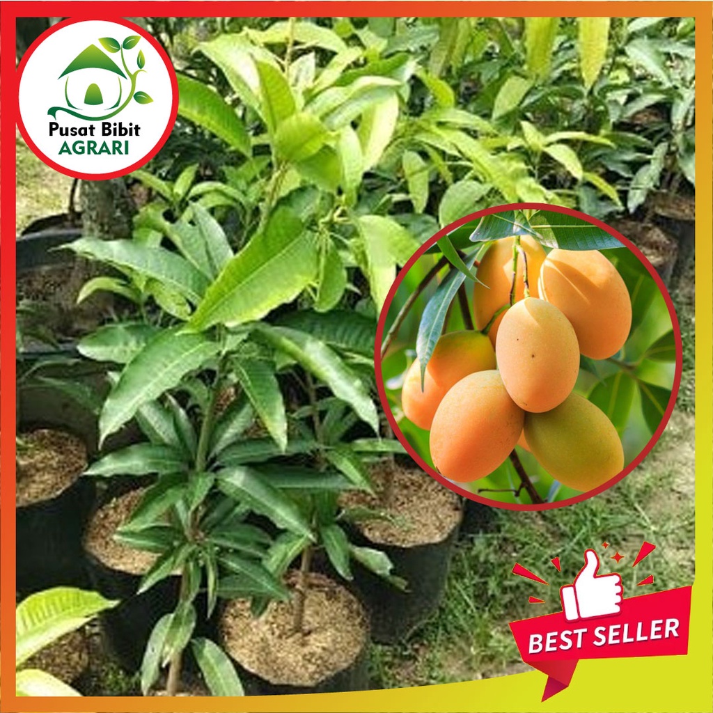 Bibit Mangga Madu Asli Tanaman Buah Hasil Okulasi Super Unggul Tabulampot Pusat Bibit Agrari