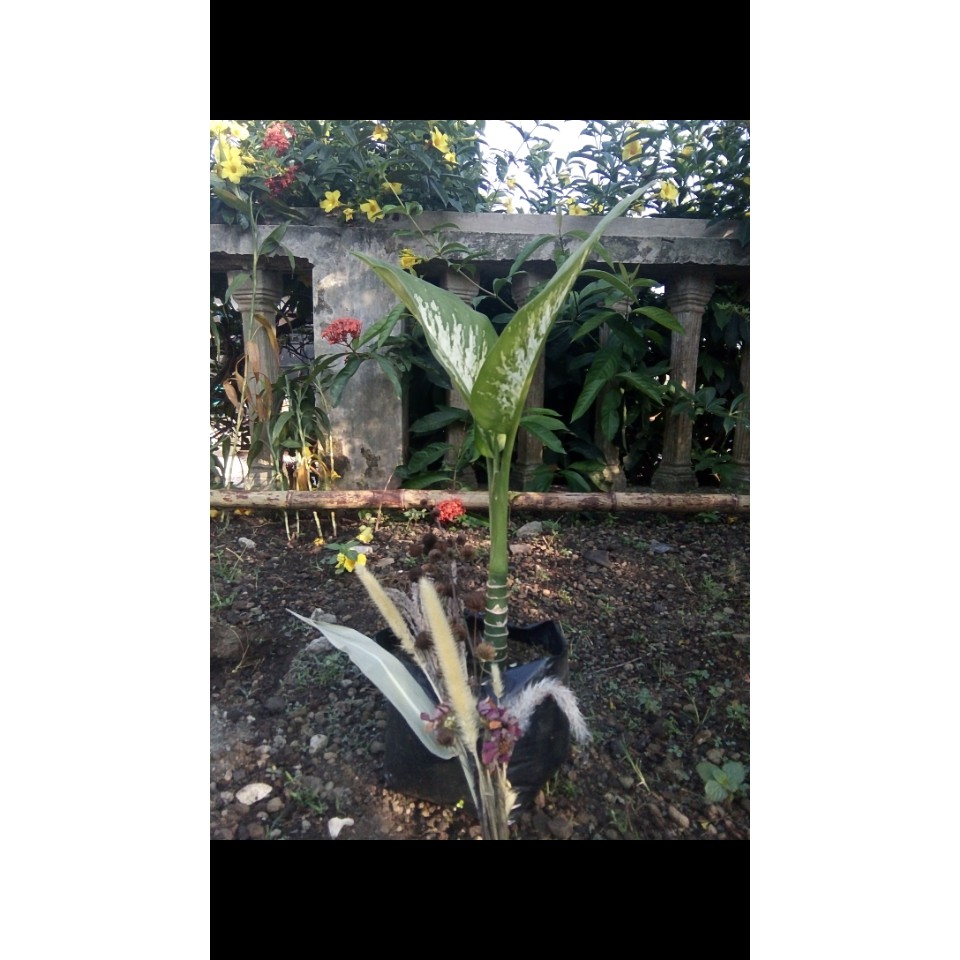 BERAS WUTAH/ SRI REJEKI DIEFFENBACHIA