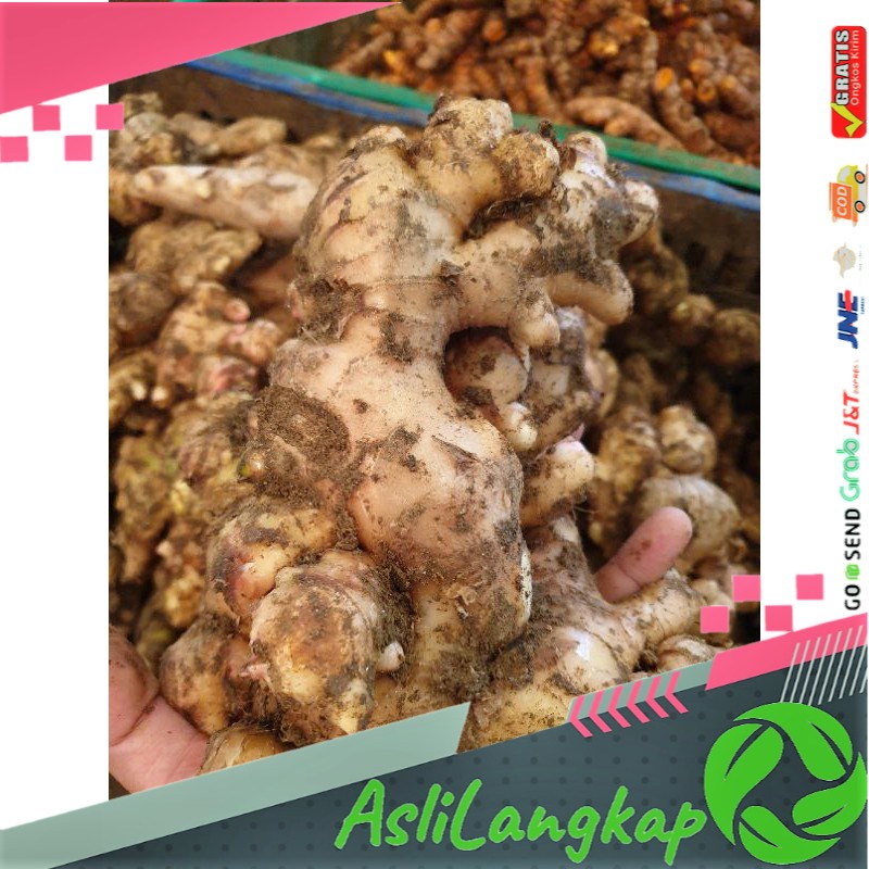 

1KG JAHE GAJAH PUTIH FRESH SEGAR ALAMI / WHITE GINGER