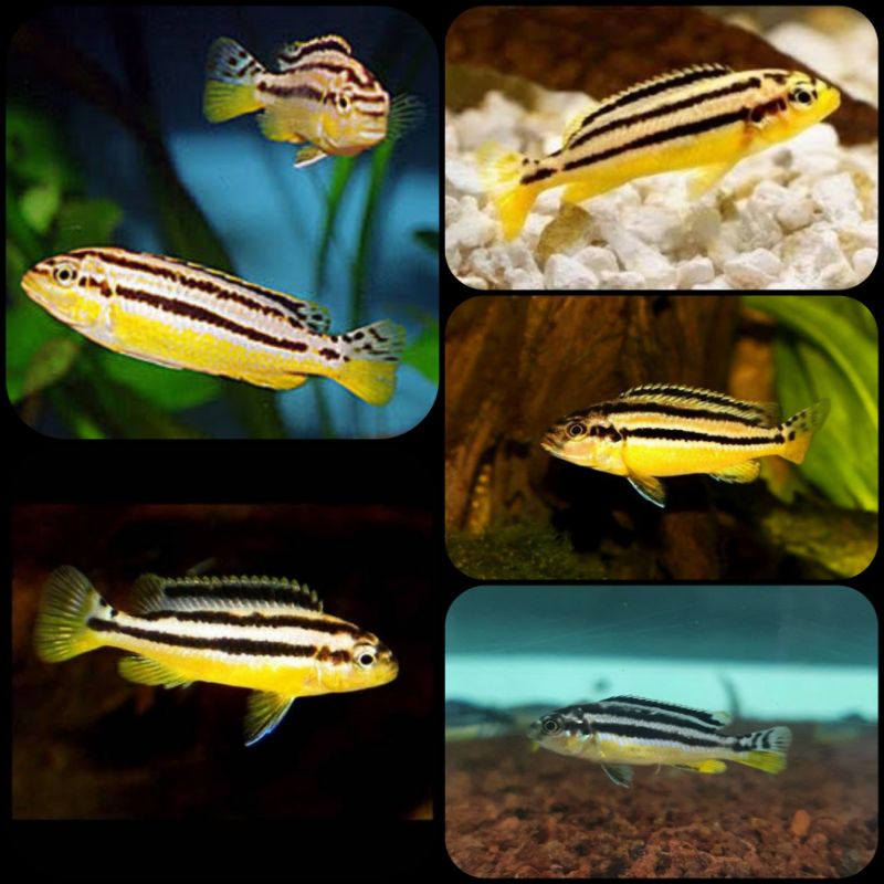 ikan niasa cichlid untuk aquarium dan aquascape