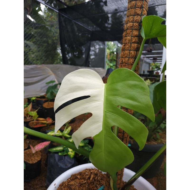Tanaman Hias Monstera Varigata / monstera king varigata