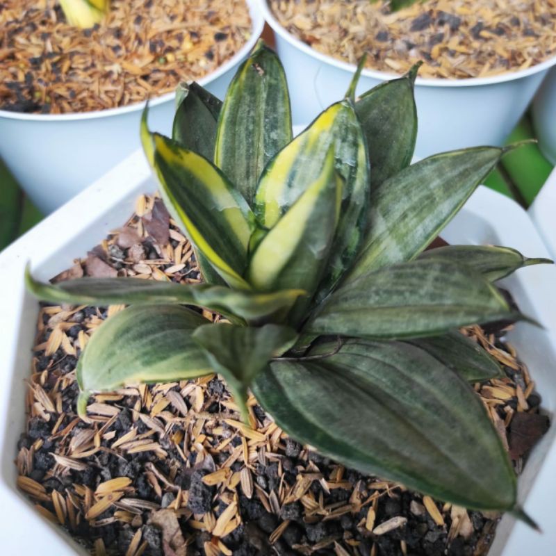 Sansivera Mini / Sansevieria  Silver Frost garis Kuning / putih