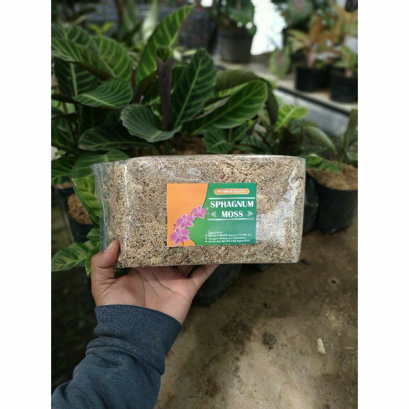 Media Tanam Sphagnum Moss/spagnum moss