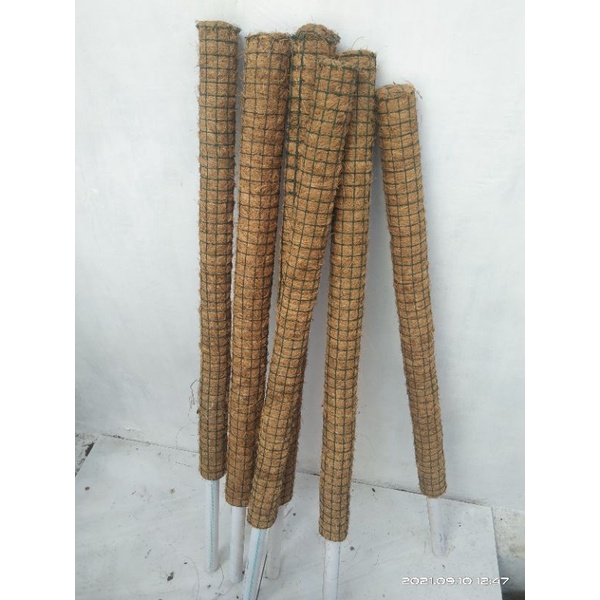 turus perambat tanaman bunga tinggi(80cm)