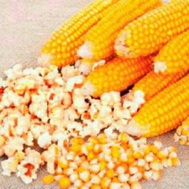 

Terbaru Jagung popcorn mentah 1000 gr Asli Banyuwangi