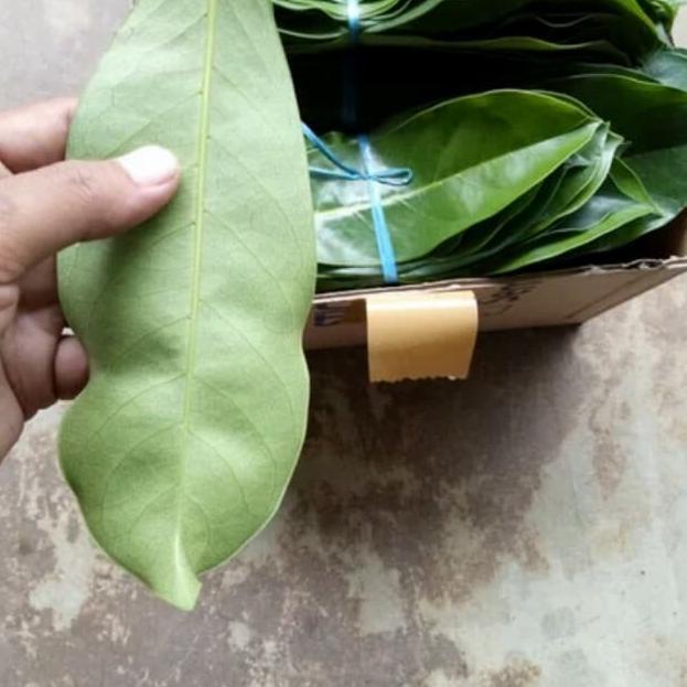 

Pasti Tertarik--Daun sirsak segar - daun sirsak fresh organik per 100 lembar