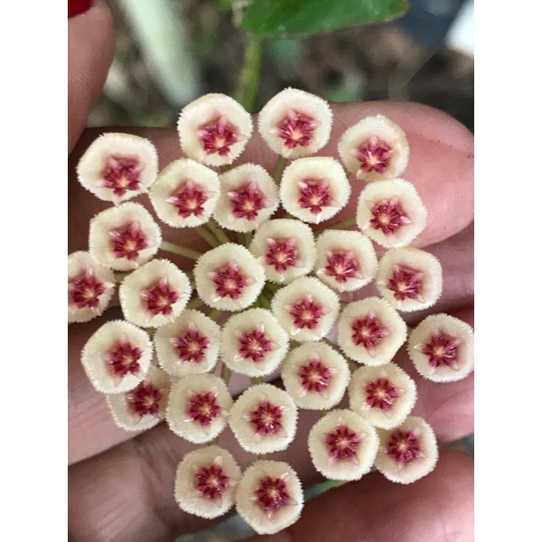 Hoya Walliniana | Hoya Waliniana | Tanaman Hias Gantung | Tanaman Hoya
