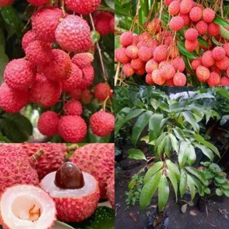 Bibit Buah Leci Merah