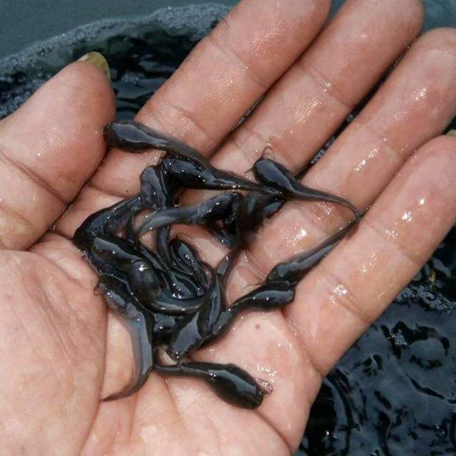 Bibit ikan lele sangkuriang 4-5