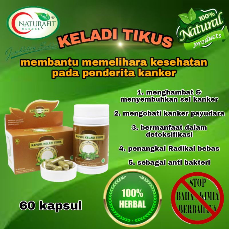 OBAT KANKER KISTA TUMOR MIOM KANGKER Herbal Ampuh KELADI TIKUS 60 KAPSUL Original