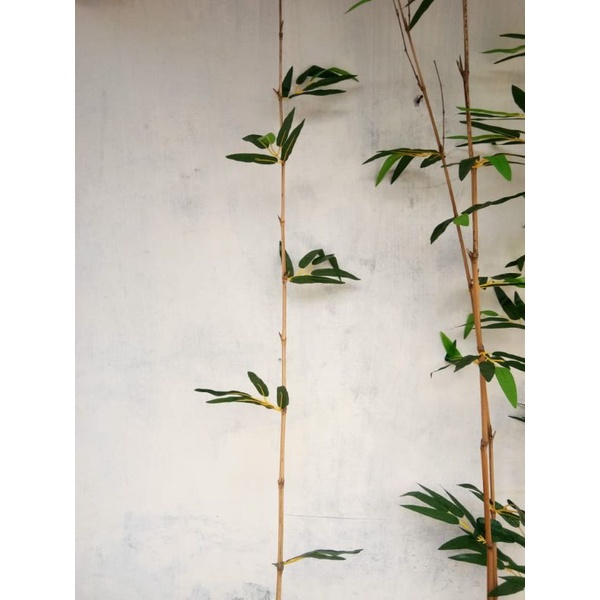 15 bambu lurus ekor cendani 5daun bambu