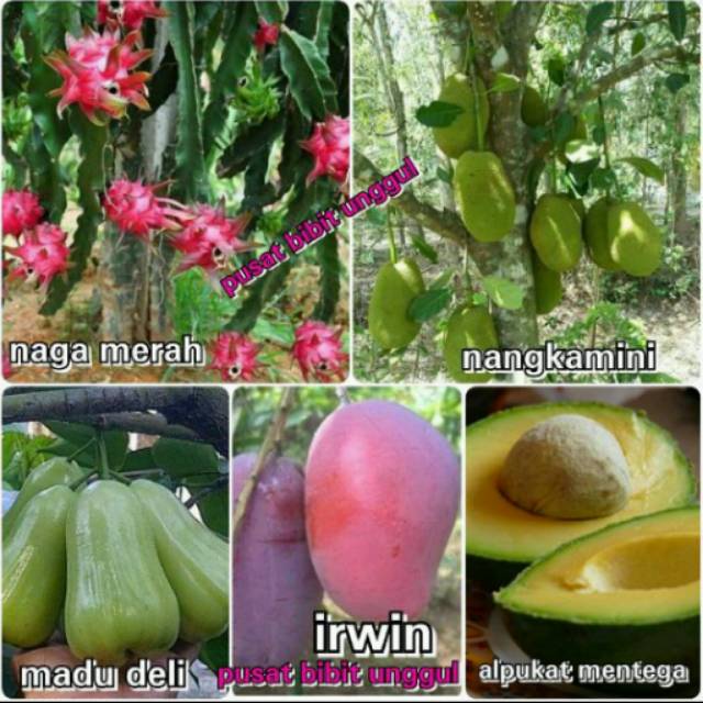Paket 5 Jenis Bibit Buah Naga Merah-Mangga Irwin-Jambu Madu Deli-Alpukat Mentega-Nangka Mini