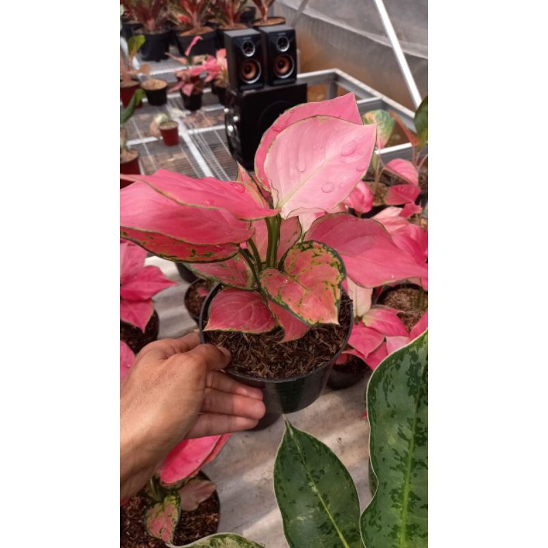 aglaonema red anjamani