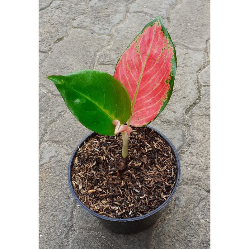 Aglonema Red Kochin Anakan